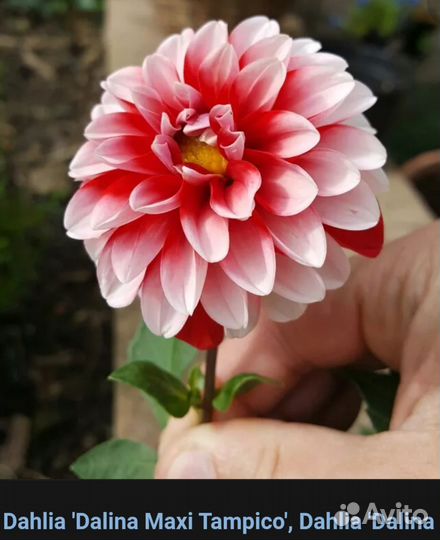 Георгины клубни