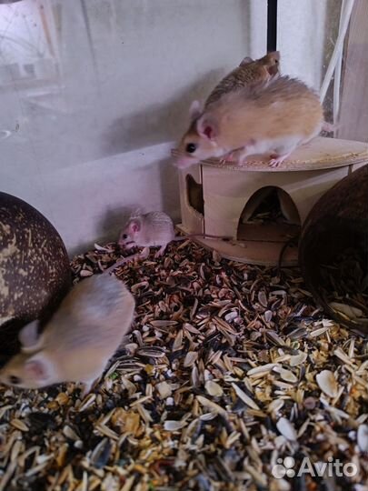 Иглистые мыши