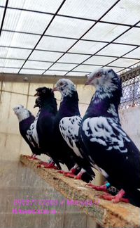 Голуби - бойные и др