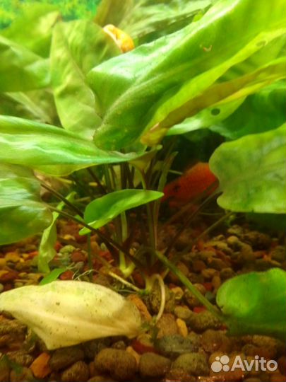 Криптокорина понтедериеволистная