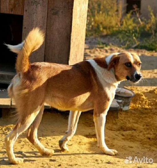 Ищу хозяев молодой собачке