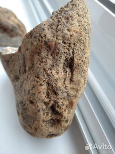 Окаменелость