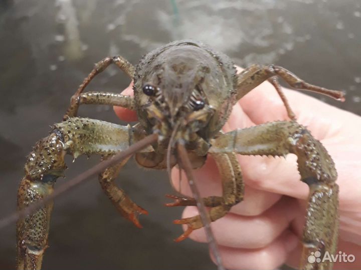 Раки живые/вареные.морепродукты доставка