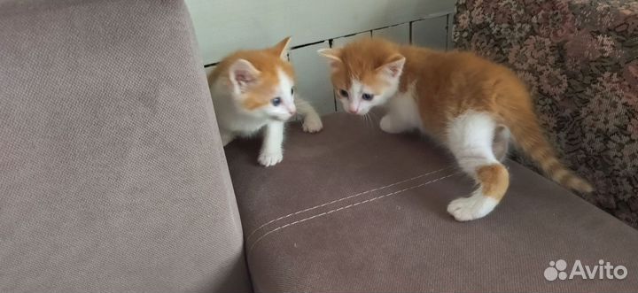 Свежие котята