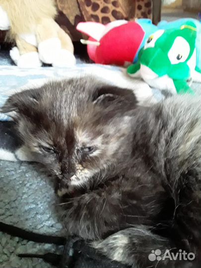 Шотландская вислоухая кошка в добрые руки