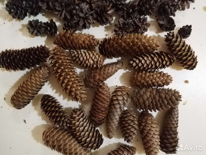 Шишки сосновые, еловые