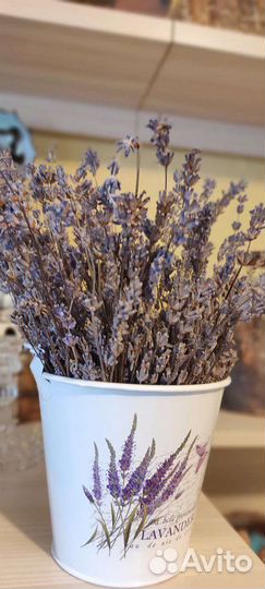 Лаванда
