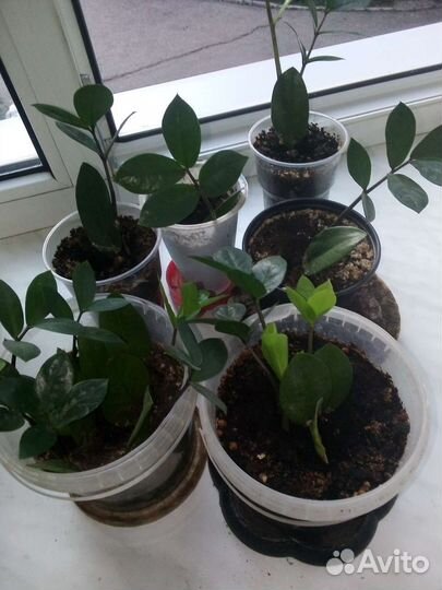 Замиокулькас