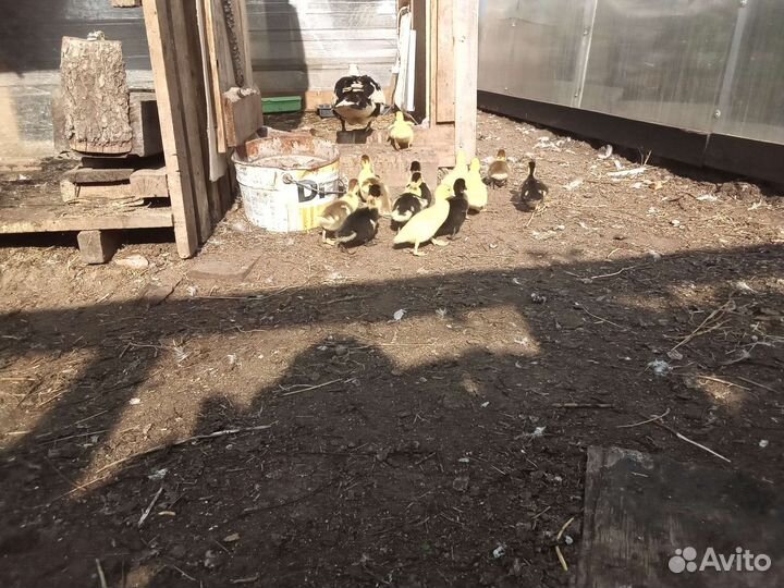 Мускусные утки индоутки индоутята