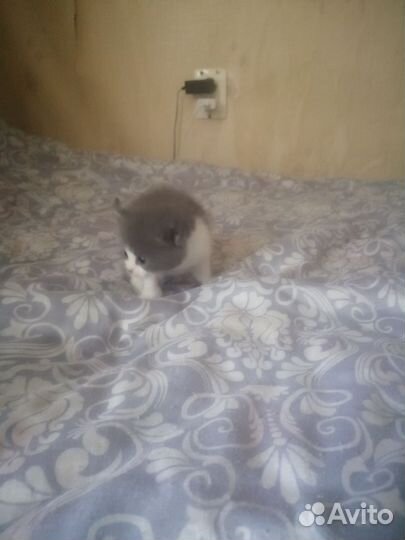 Отдам в добрые руки