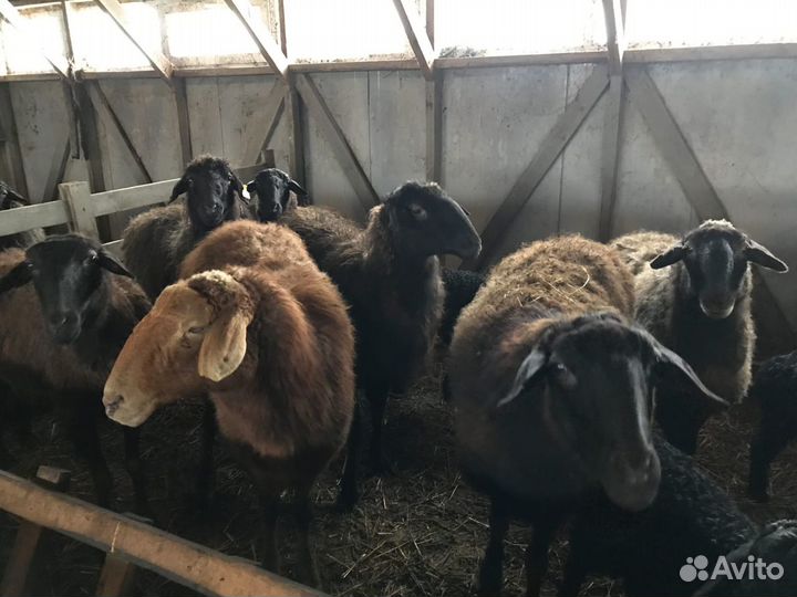 Бараны курдючные гиссарской и эдильбаевской породы