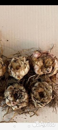 Каллы луковицы