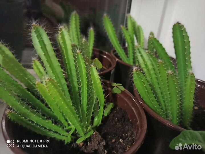 Драган фрукт (Питахайя)