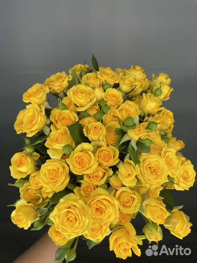 Роза. Кустовые розы. Жёлтые розы