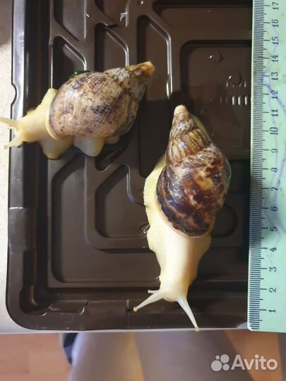 Улитки Ахатины Африканские