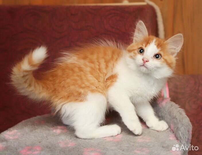 Пушистый белый с рыжим котенок в дар