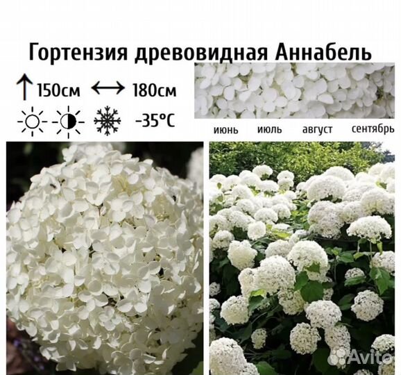 Гортензия древовидная анабель черенки