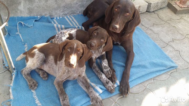 Щенки Курцхаара (осталось 4 кобеля)