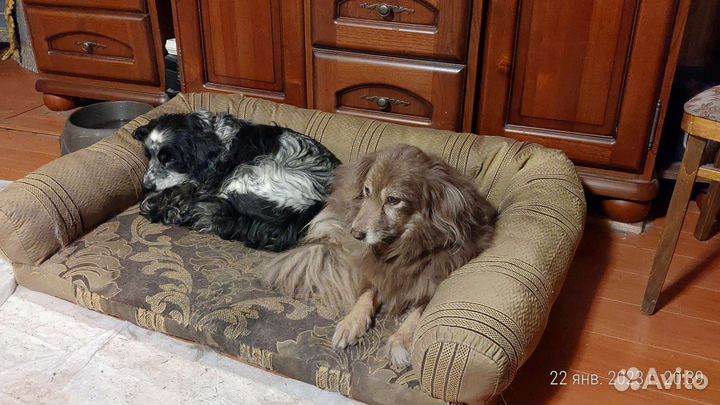 Передержка для собак