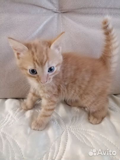 Маленькое чудо