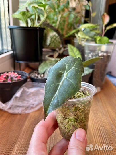 Алоказия Полли детка