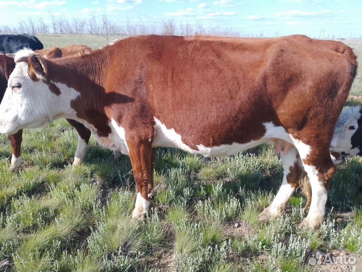 Корова на мясо