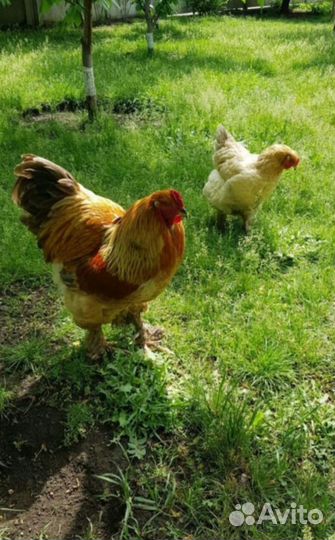 Петух брама