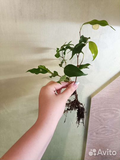 Фикус бенджамина