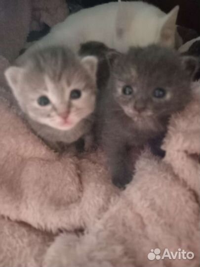 Сибирские котята