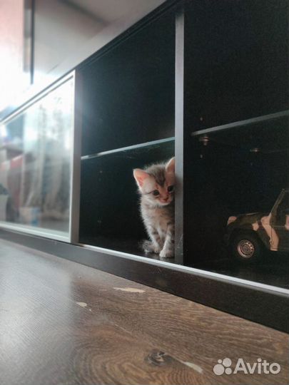 Британские котята