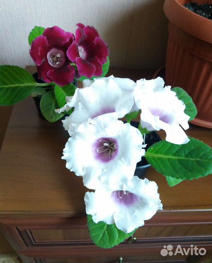 Глоксинии разные