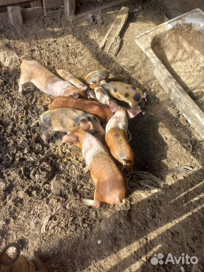 Поросят гибрид замешаны дюрок,петрен