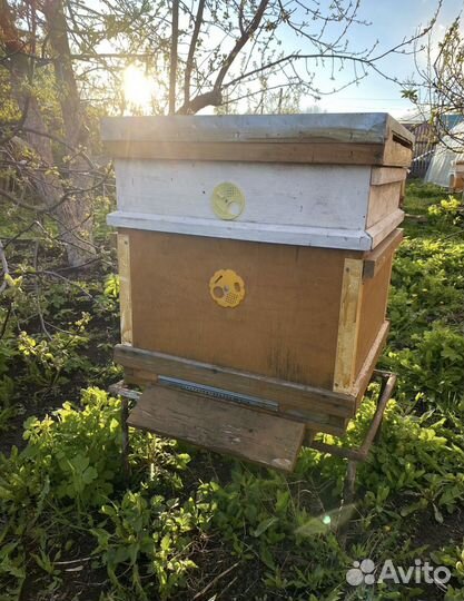 Улей с пчелами