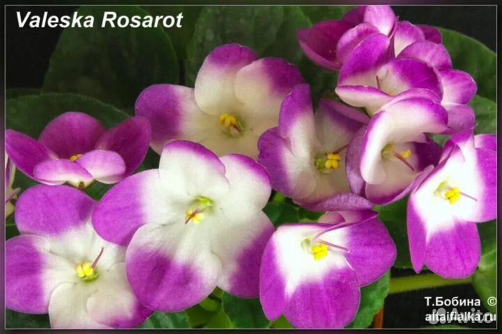 Фиалка детки