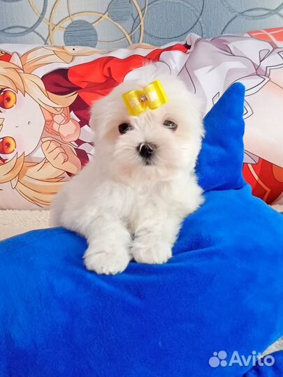 Чудо малыши