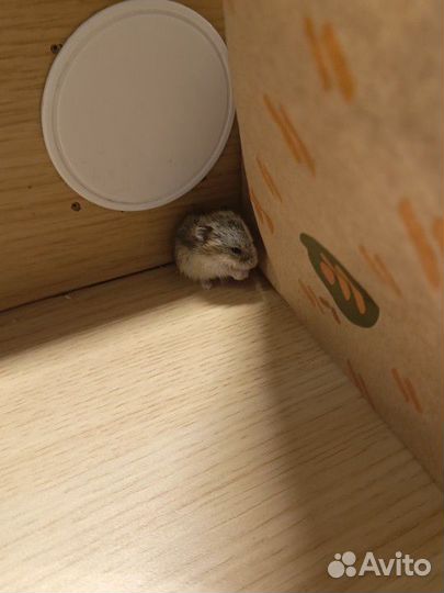 Джунгарский хомяк