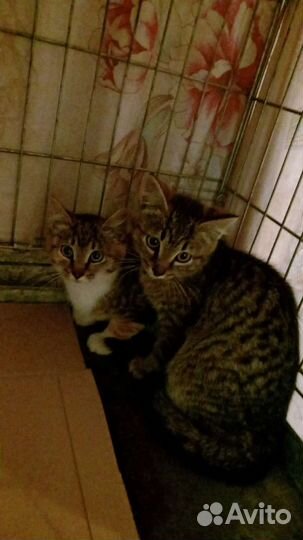 Котята