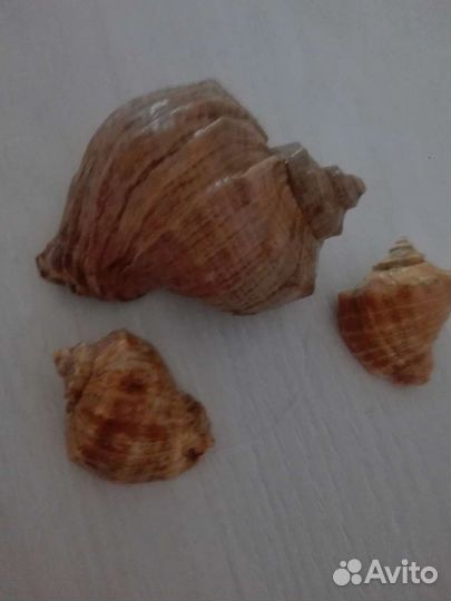 Набор ракушек