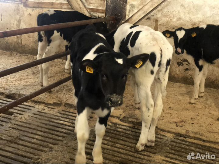 Телята до 4 месяцев