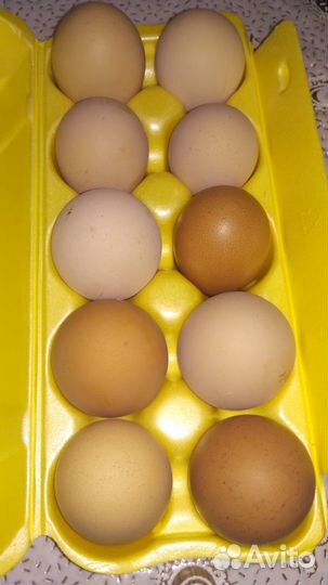 Яйцо инкубационное