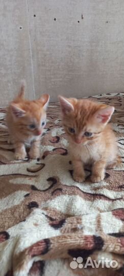Котята