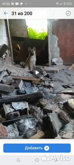 Щенки в добрые руки. Все девочки. Все стерилизован