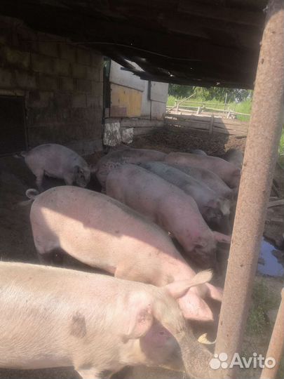 Мясо свинина домашняя без всякий химии