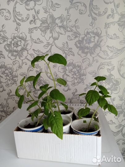 Рассада санберри (солнечная ягода)