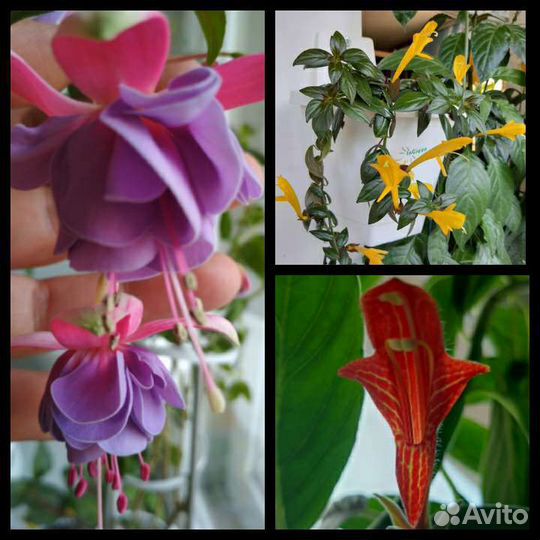Фуксии, колумнея и др. горшечка