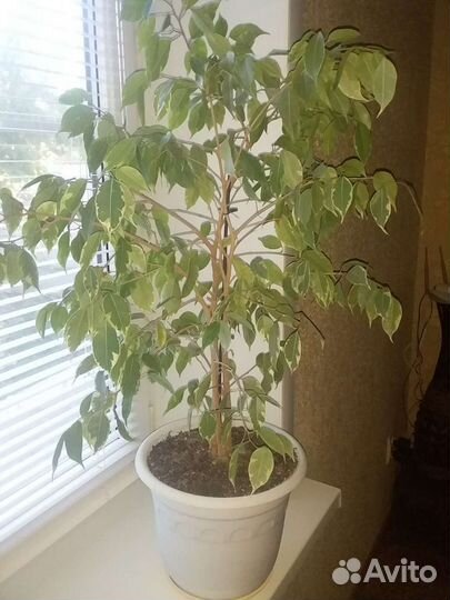 Фикус бенджамина