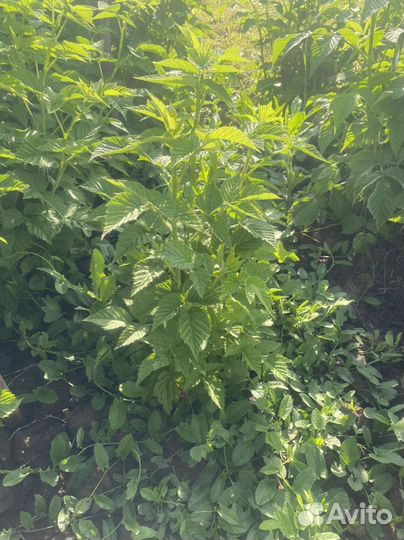 Саженцы Малины Ремонтантной