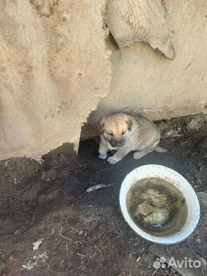 Двортерьер