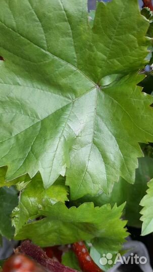 Рассада винограда