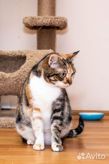 Кошки бесплатно трехцветная кошка на удачу